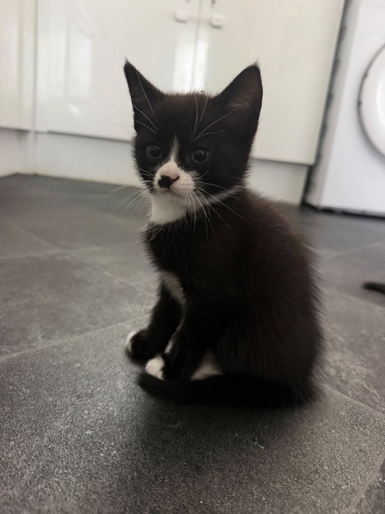 Adorable Black and White Kittens Looking for Loving Homes