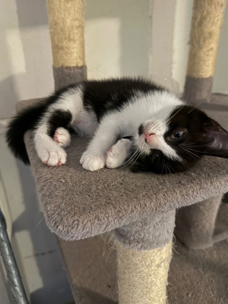 Kitten