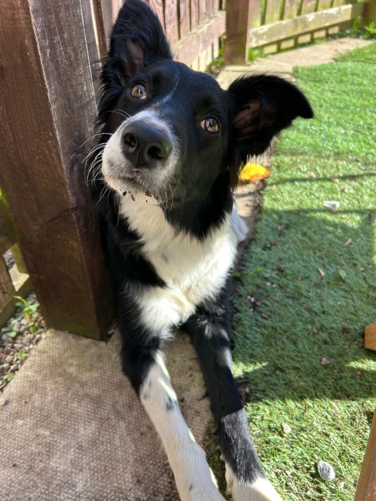 Border Collie for sale
