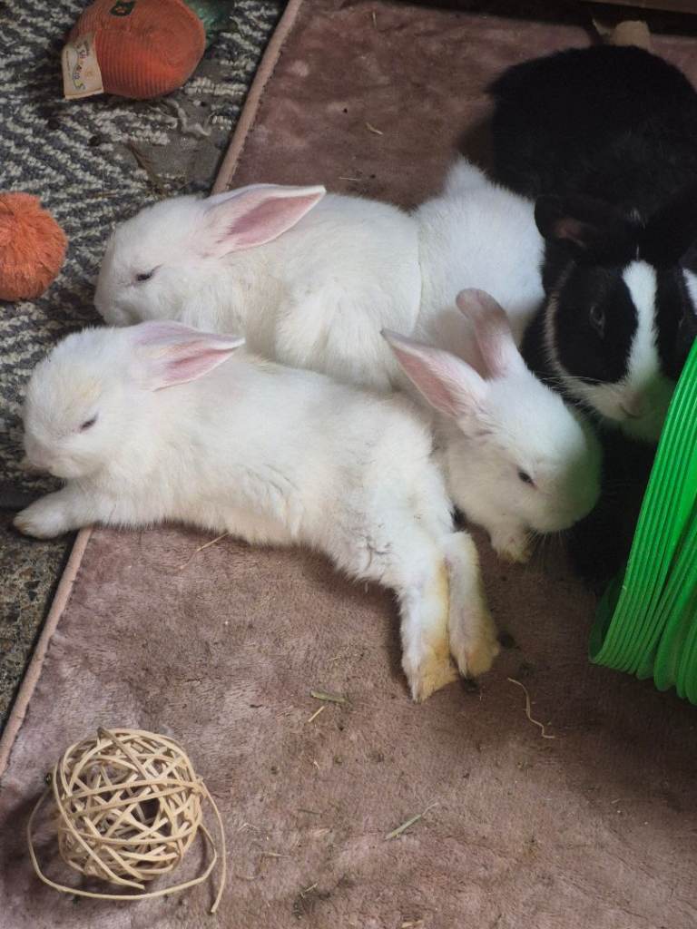 Baby rabbits 