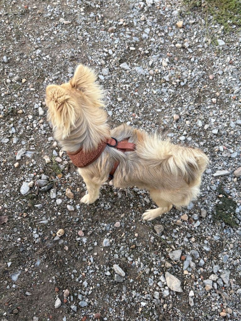 Chihuahua cross Pomeranian