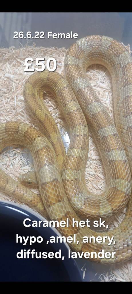 Adult Cornsnakes for sale