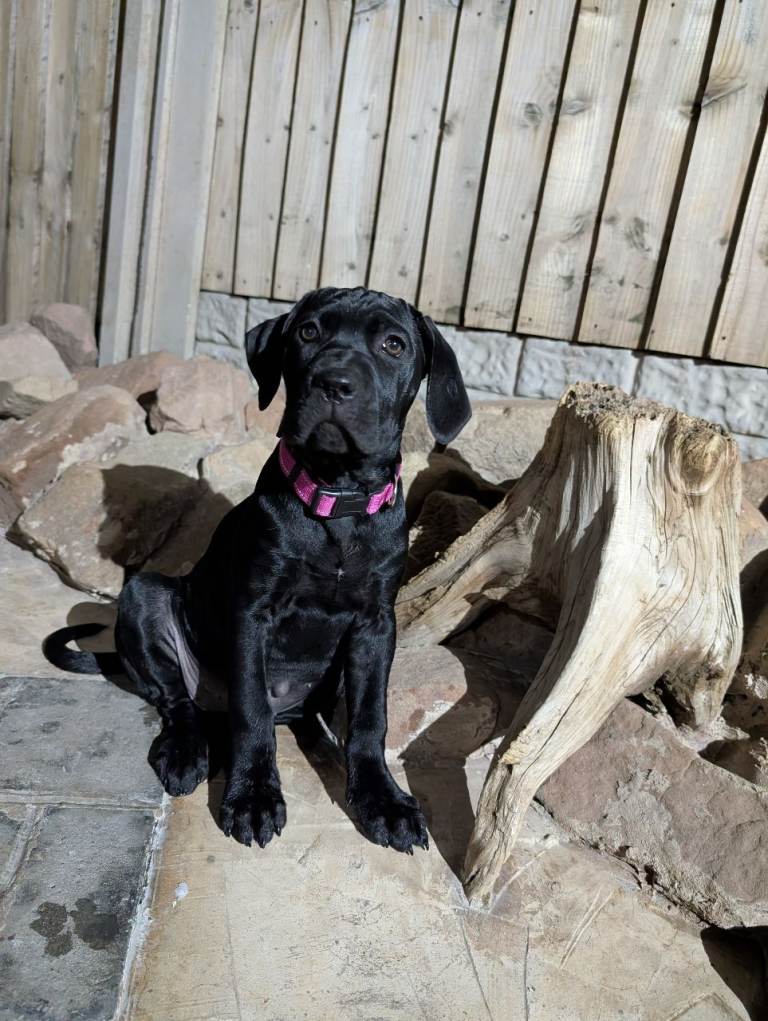 Black FEMALE Cane corso puppy 