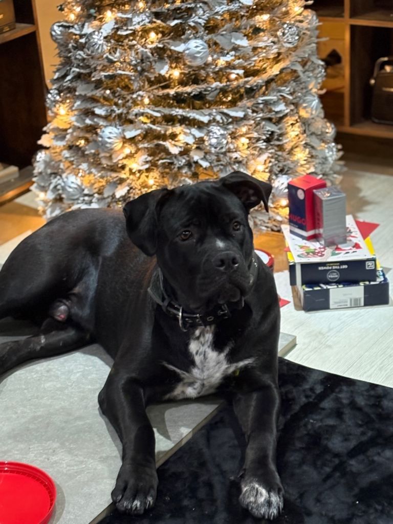 10month old cane corso