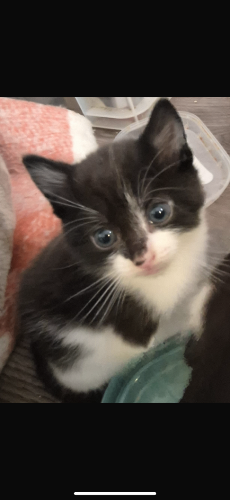 Harf rag doll kittens 