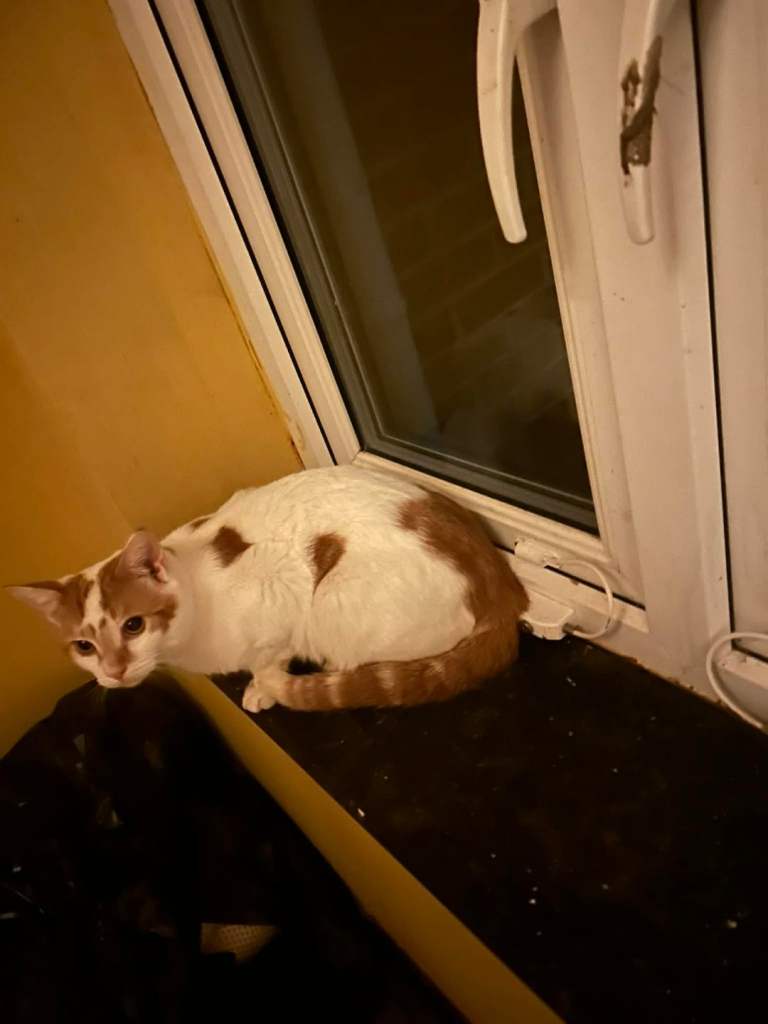 3 cats for rehoming