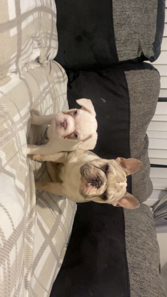 Reduced price Last pup left - male -  French Bulldog Puppies 