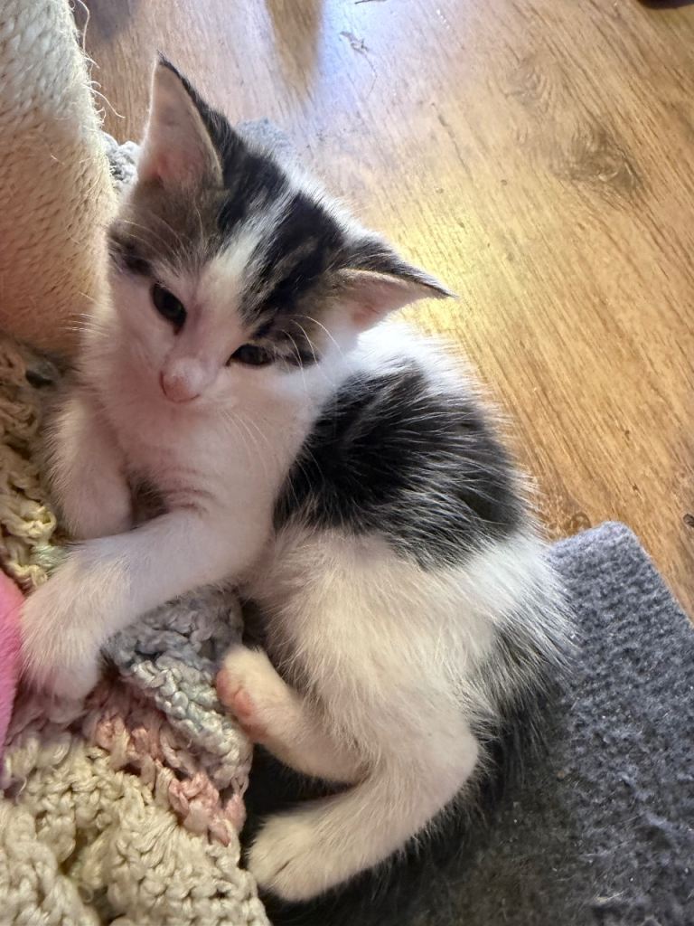 4 kittens looking for a new home