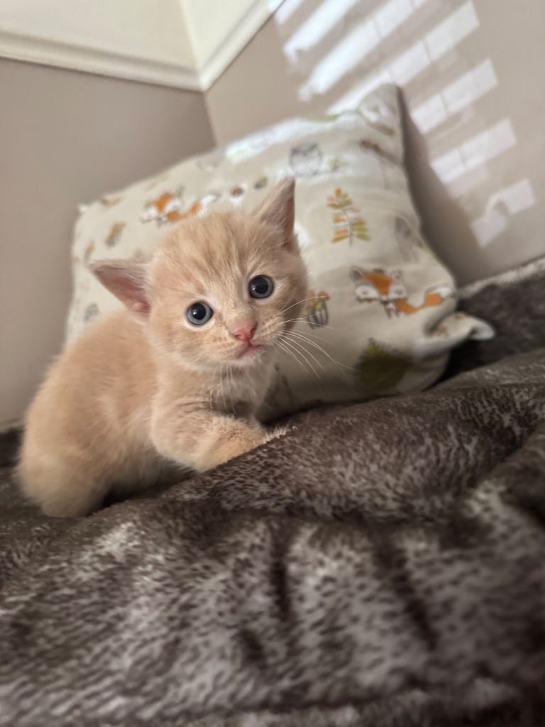 Maine coone cross kittens - 