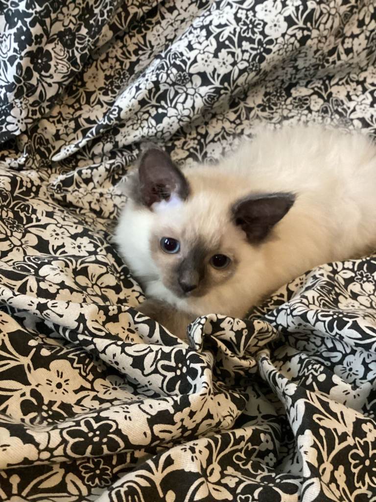 Ragdoll Kittens