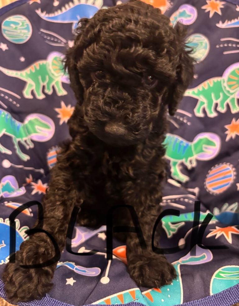 Miniature poodles looking for forever home 