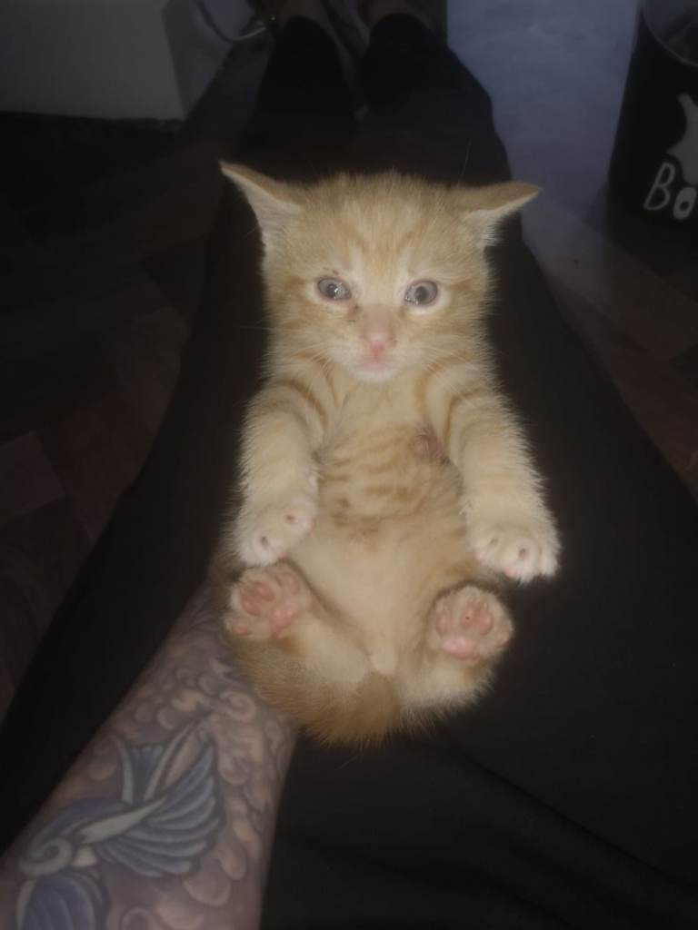 Kittens