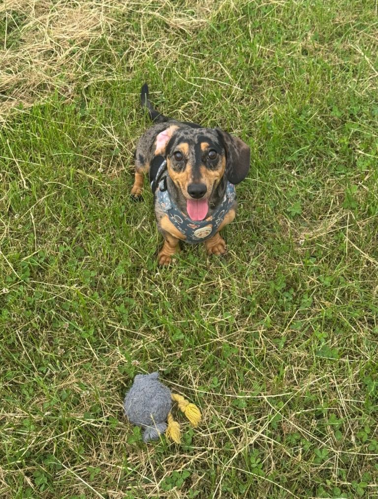 Male Dapple Dachshund 