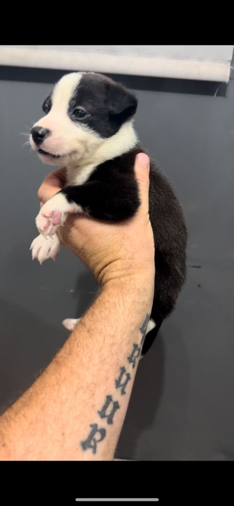 Beautiful Husky x American Bulldog Puppies