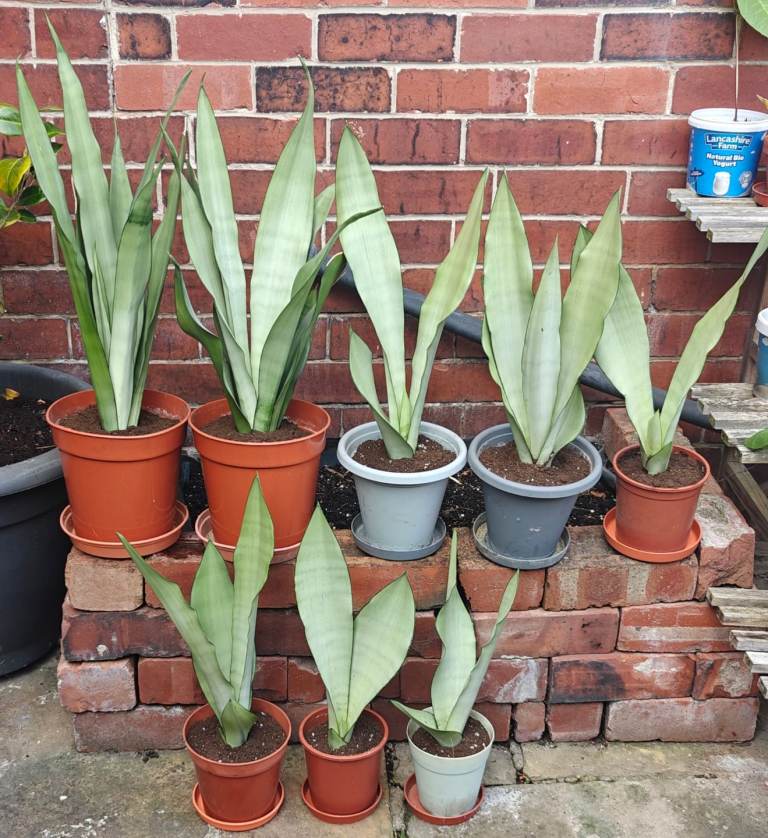 Sansevieria moonshine 