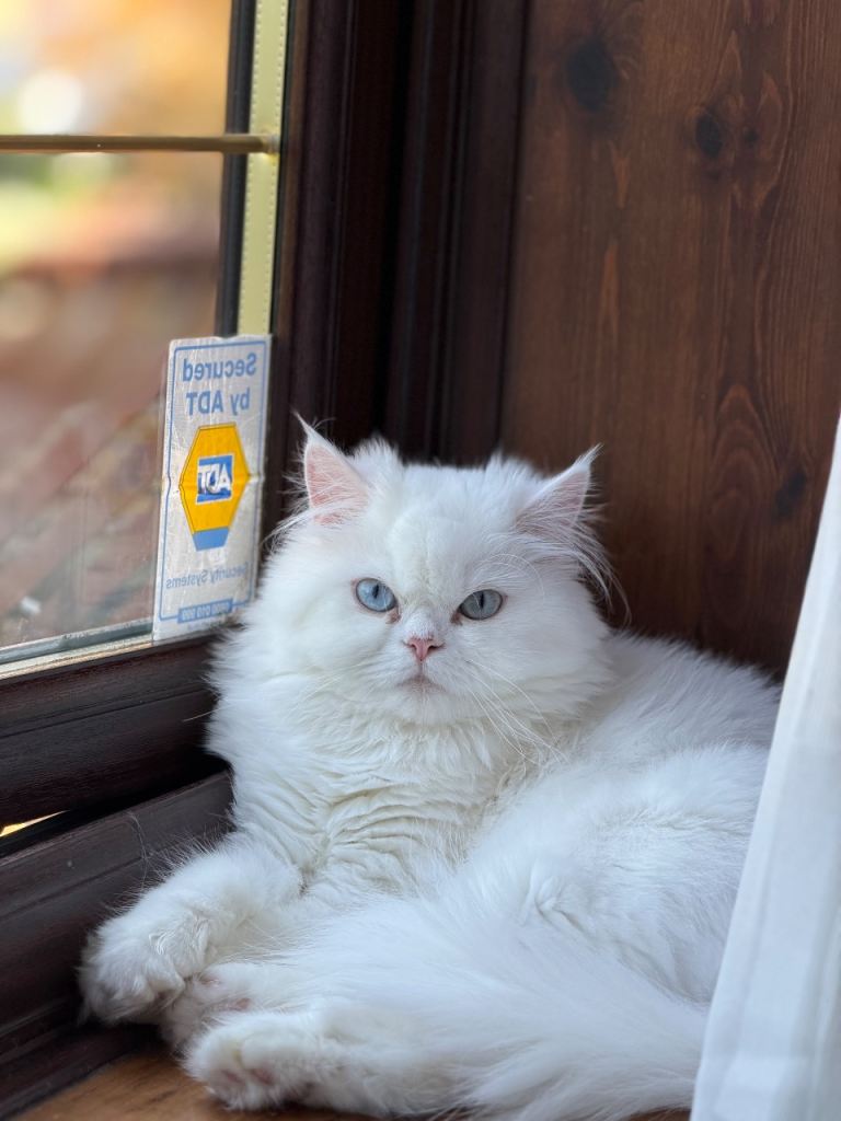 Ragdoll cat