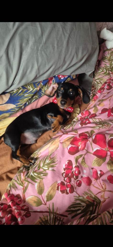 Miniature Dachshund 6 Month Old Puppy For Sale
