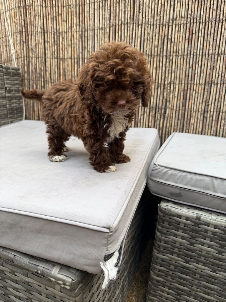 Cockapoo puppy 