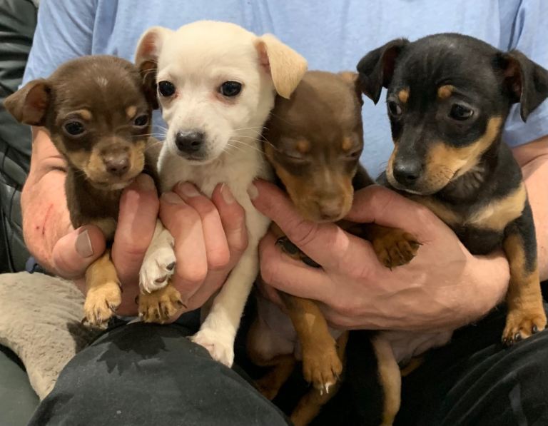 Jack Russell Puppies