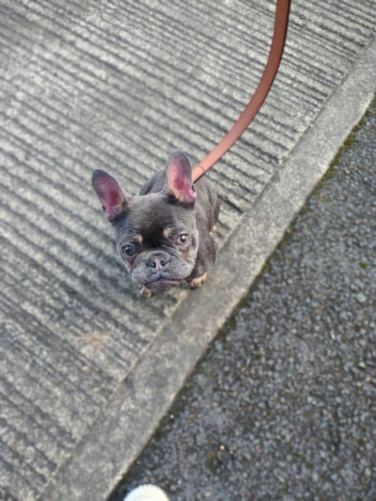French bulldog