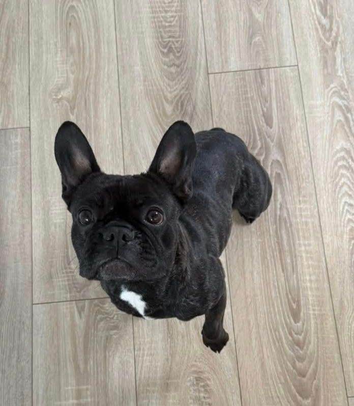 3yr old French bulldog looking for forever home