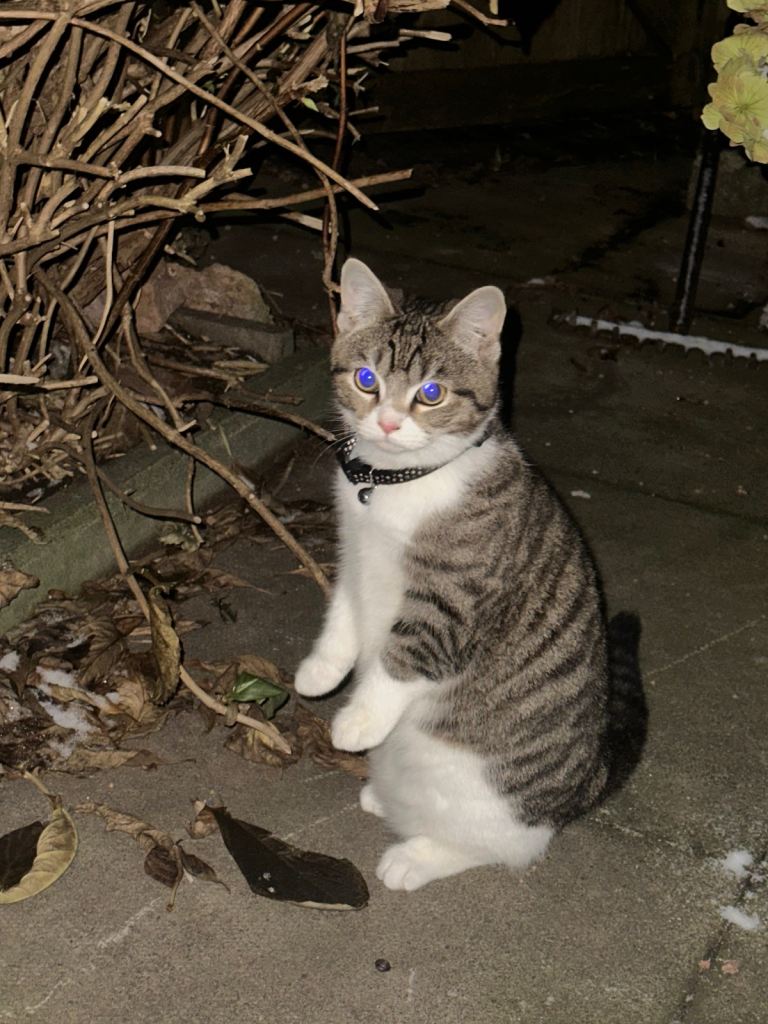 British shorthair/tabby cat 