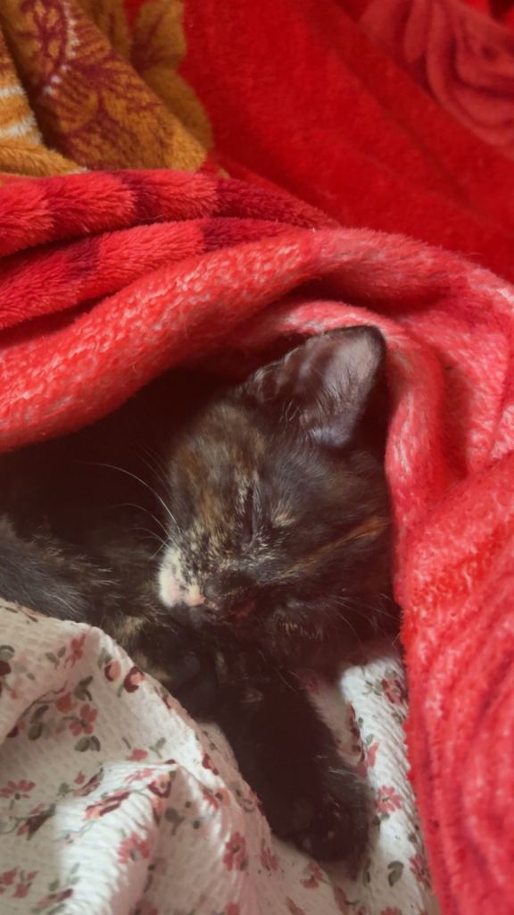 Beautiful Calico Kitten Looking for Loving Home!