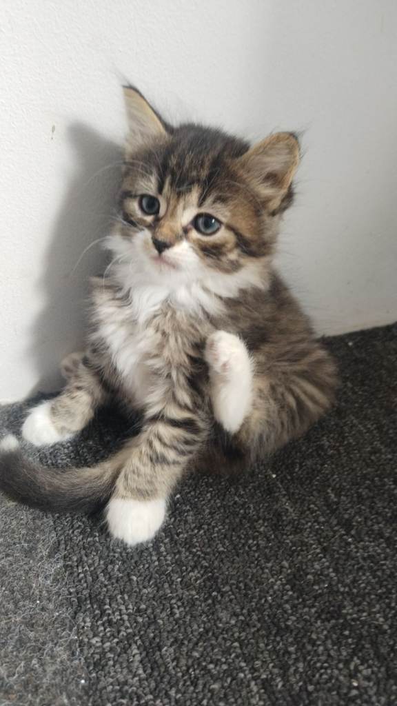 kitten