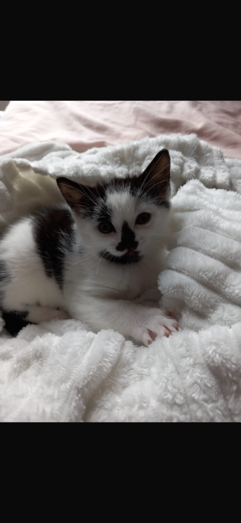 Kitten (8 weeks old)