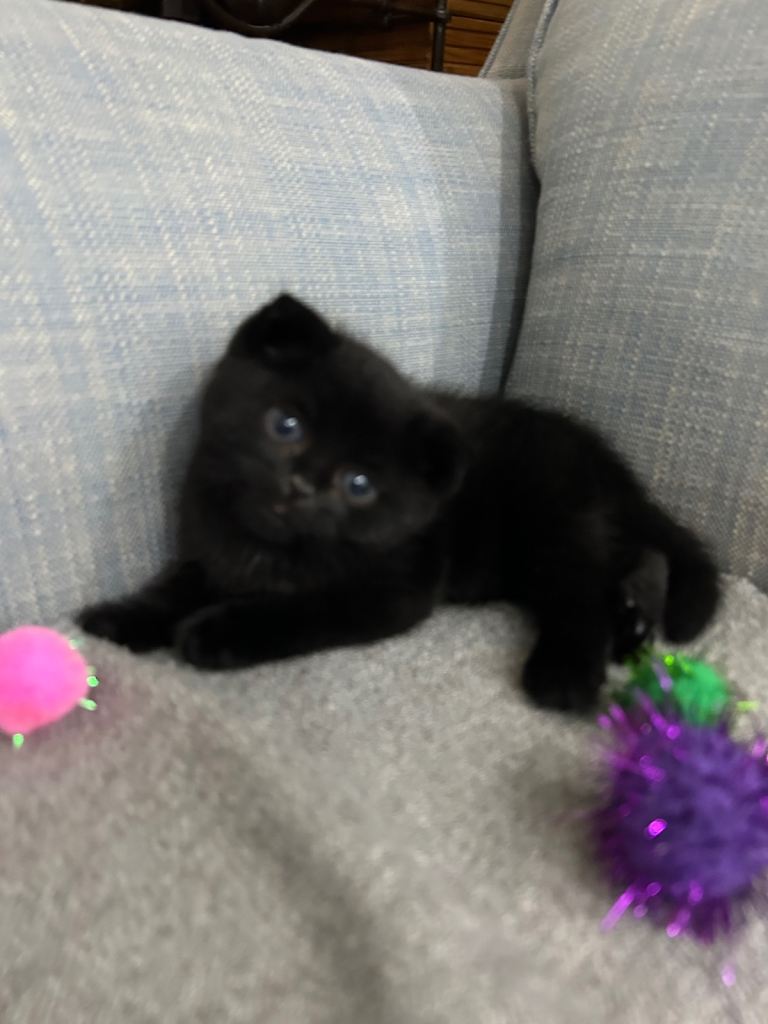 Black Male Kitten