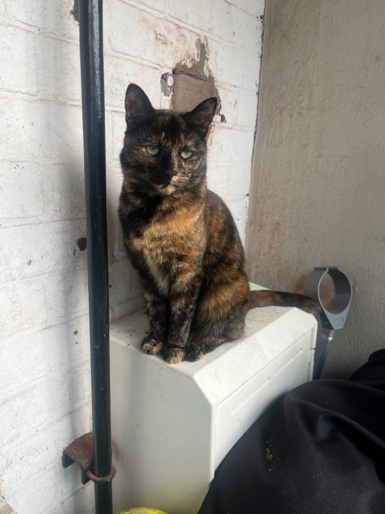 Tortoiseshell cat for sale 