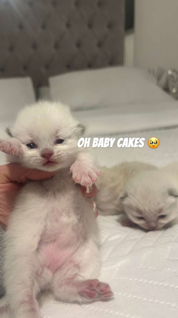 Kittens for sake 