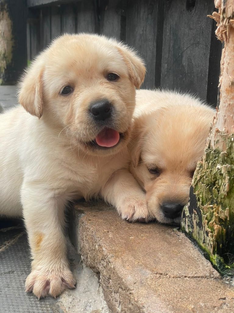 Show bred KC registered Labrador puppies ( fully health tested parents)  *1 boy available 