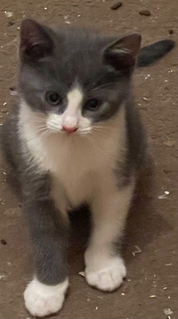 LITTER OF 5kittens /NOW 1 left due to time wasters