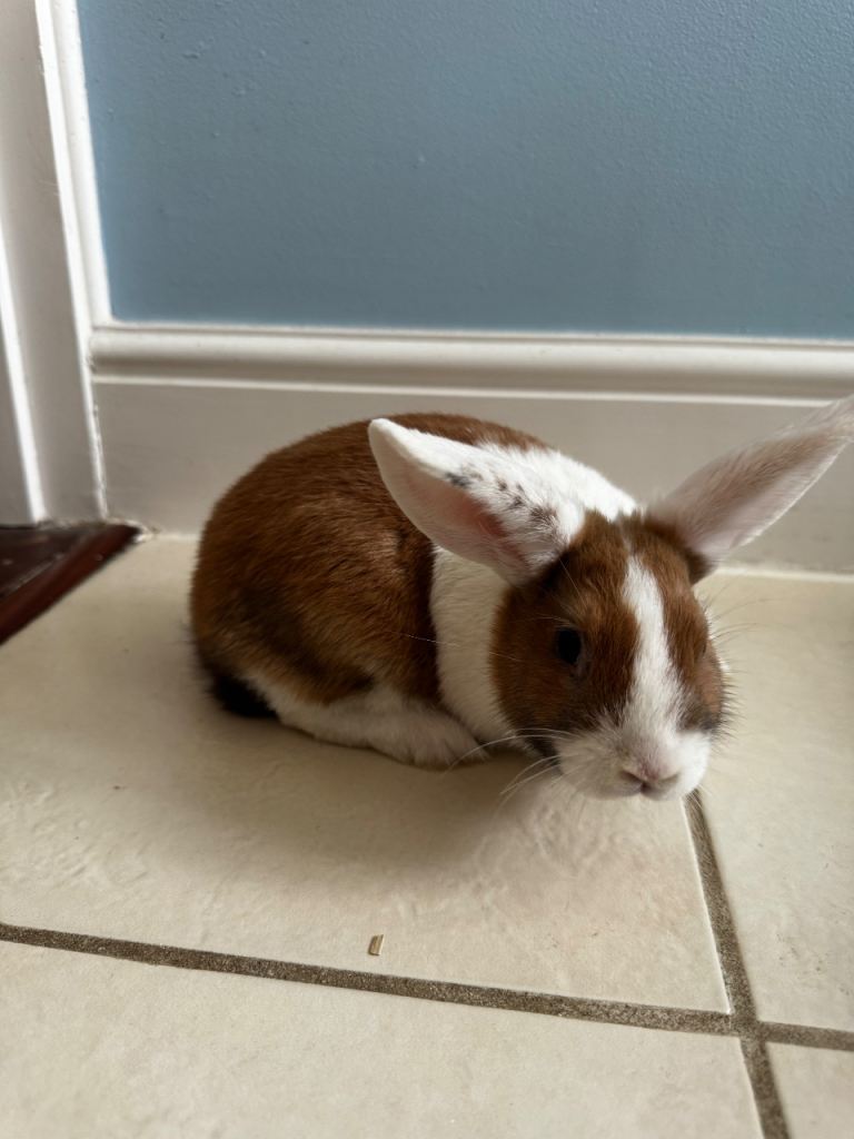 Dutch rabbits