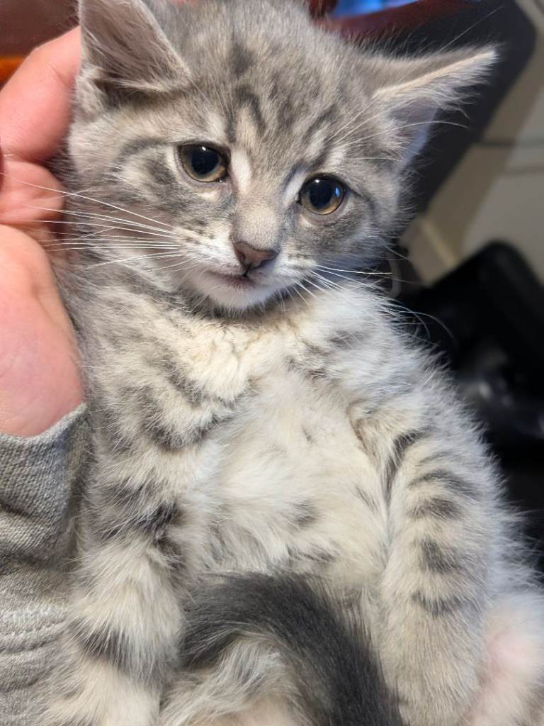 Male kitten ragdoll mixed British short haired 