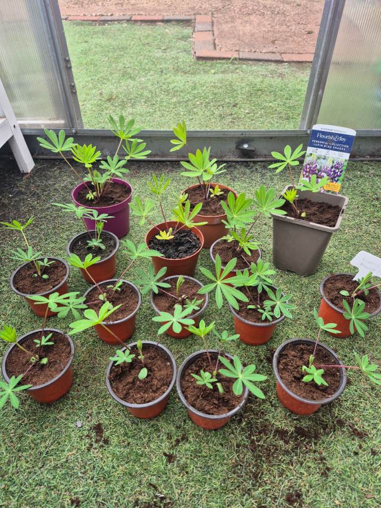 Purple lupins 