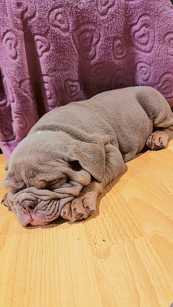 Kc reg English bulldogs no ai no c sec