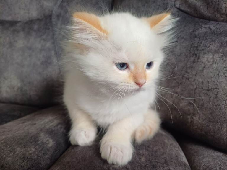 1 beautiful ragdoll kitten left- Ready to Leave Now