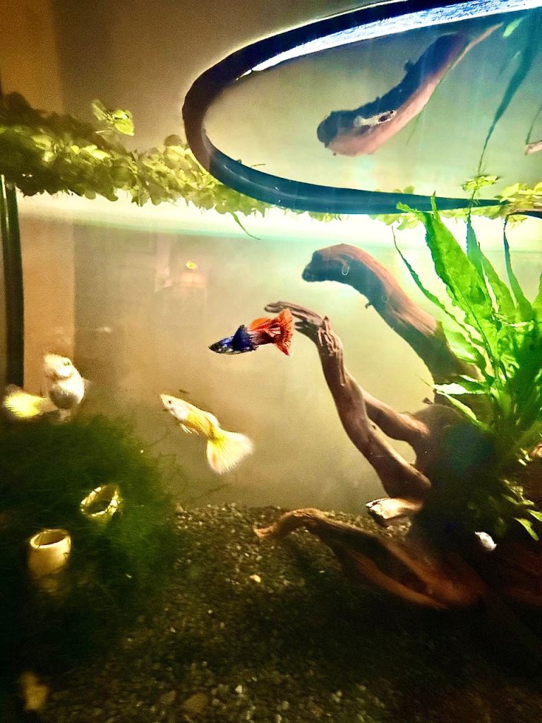 Guppy fry for sale