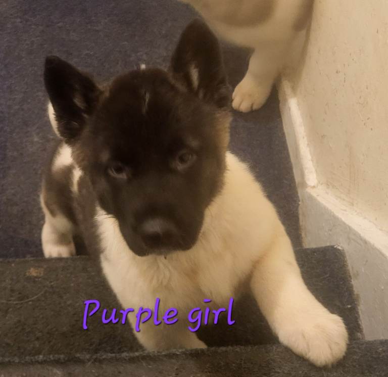  American Akita puppies, 10 weeks old, 1 male and 1 female