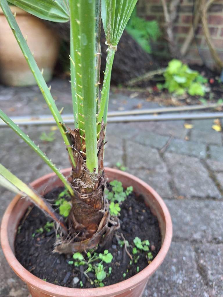 Palm Plant, Chamerops Humilis, Large Unusual Tropical Exotic Garden