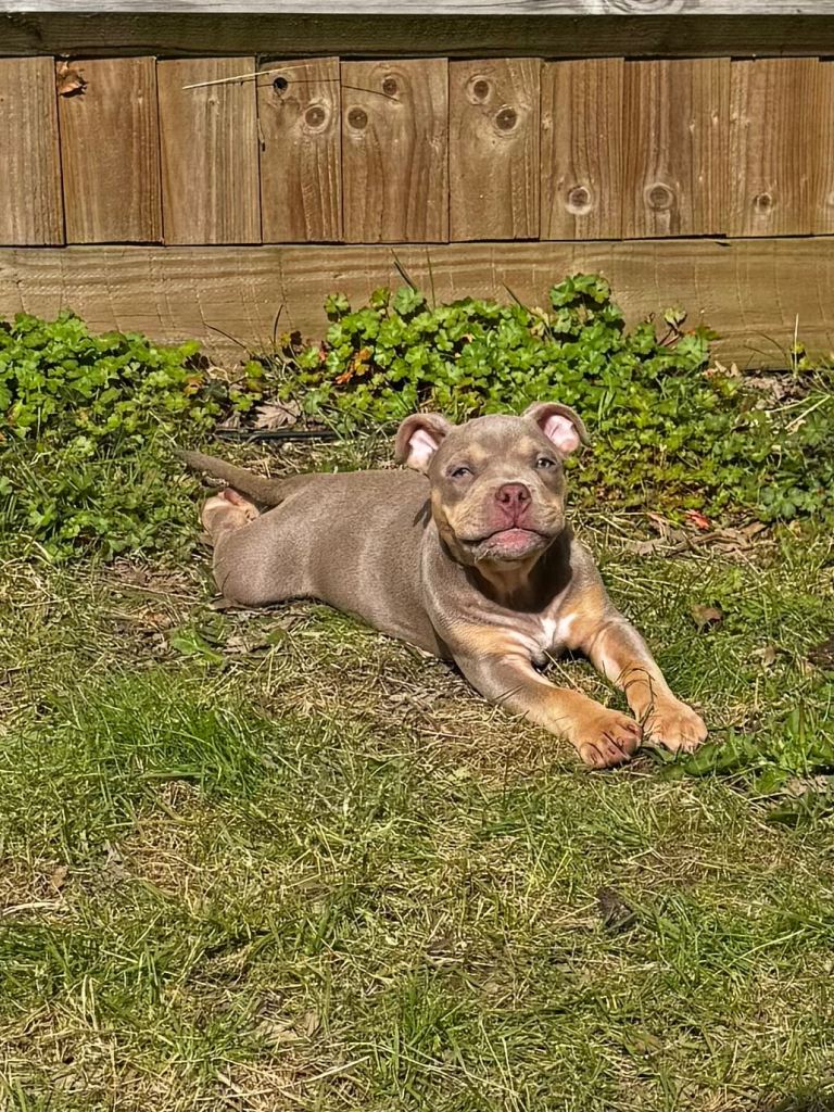 Pocket bully 5 month 