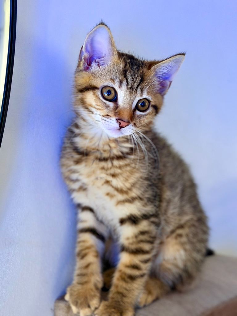 Tabby kitten- 11 weeks old 