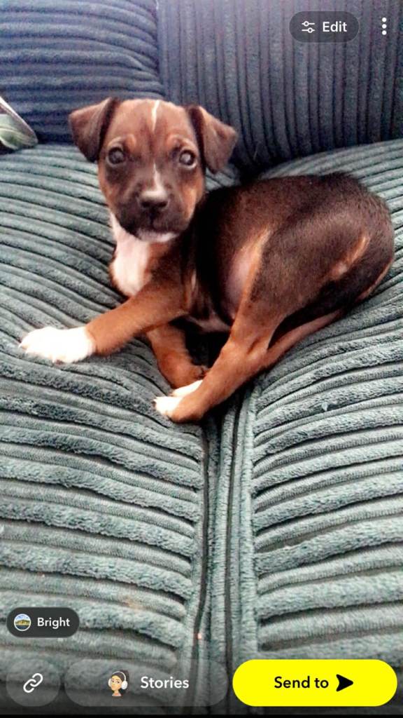 Lilly the jack russle