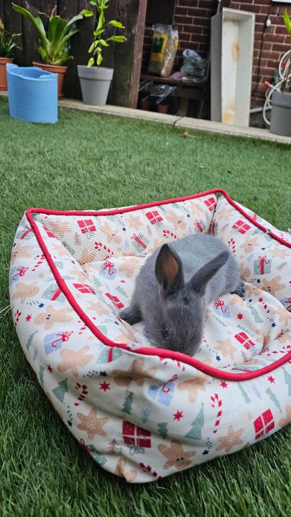 Adorable Baby Rabbits– Beautiful Colours 🐰