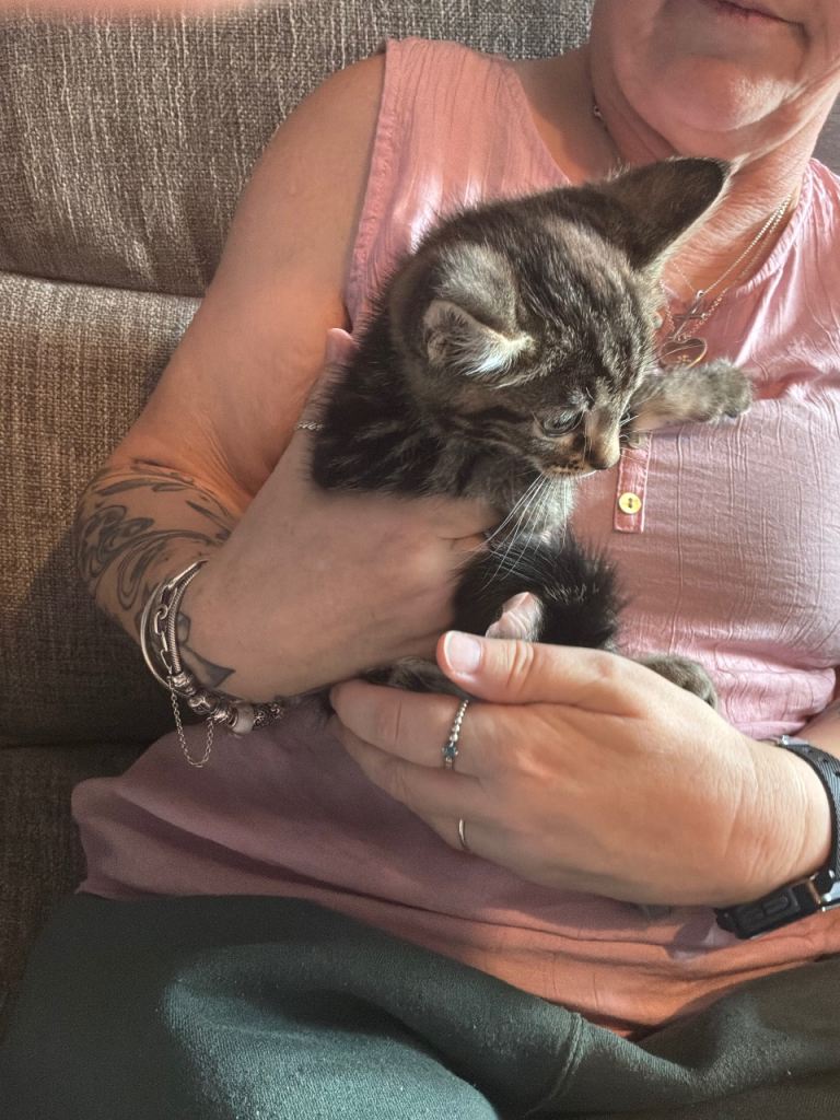 Kittens for sale