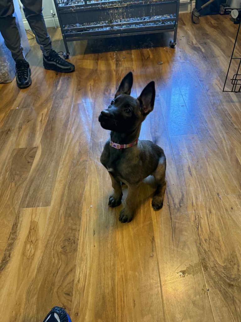  1 GIRL BELGIAN MALINOIS PUPS LEFT