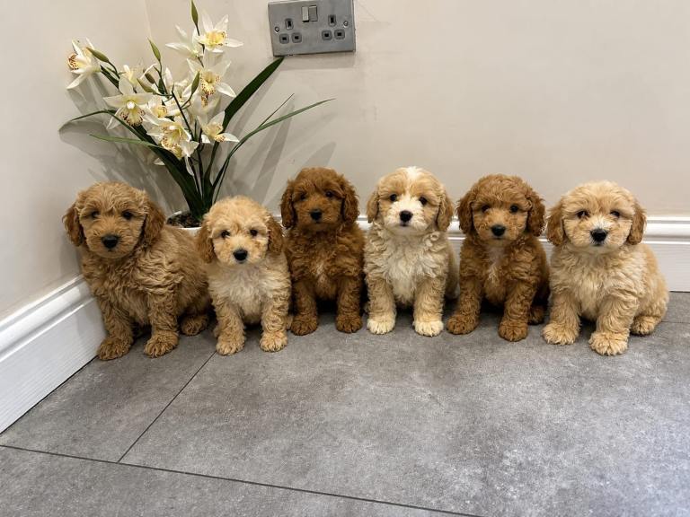 COTON NOODLES PUPPOES READY NOW 