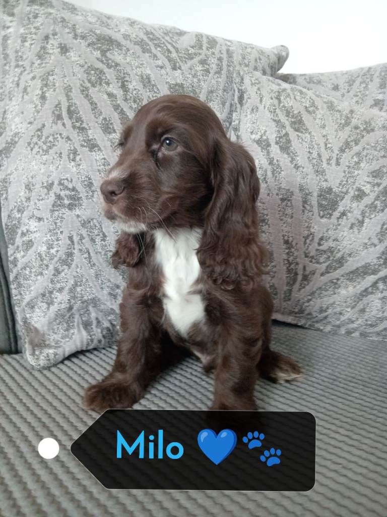❤️ 🐶 Cocker Spaniel pups Health Tested/Show Type/KC reg🐶❤️ 